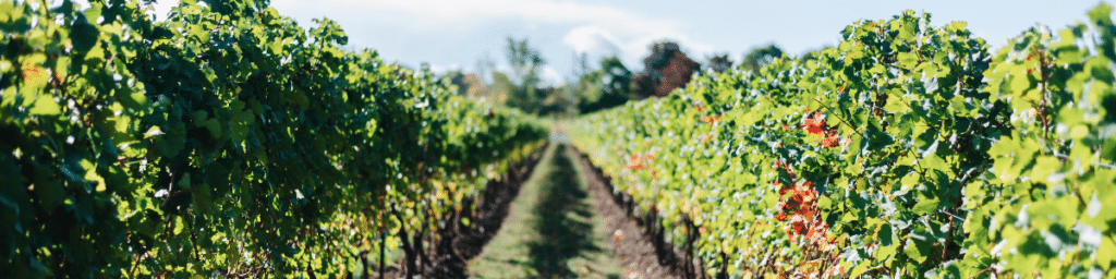 Vineyard at Henry of Pelham winery