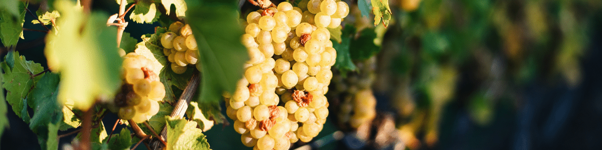 White Wine grapes in the vineyard