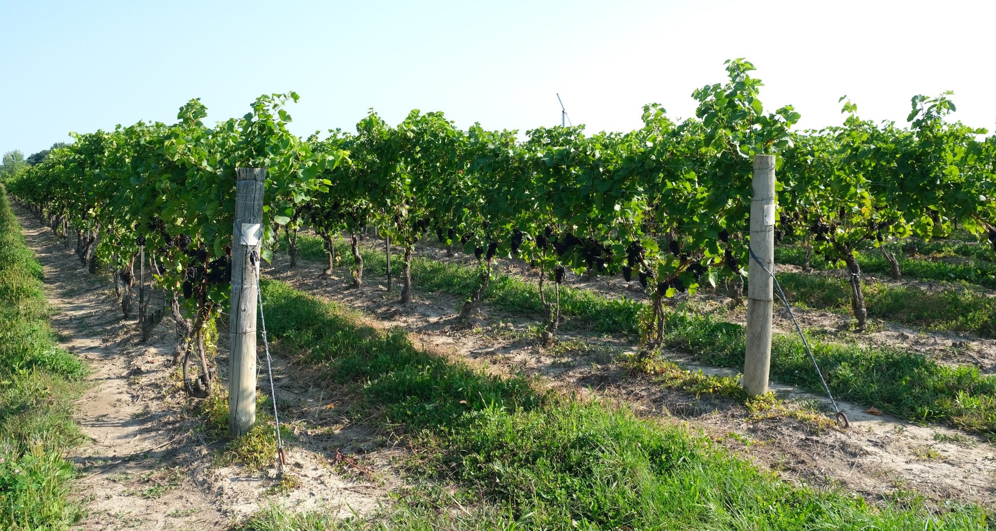 harvest pinot noir-08