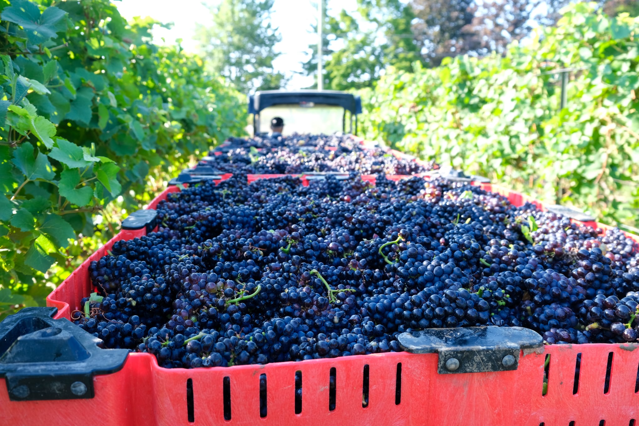 harvest pinot noir-1