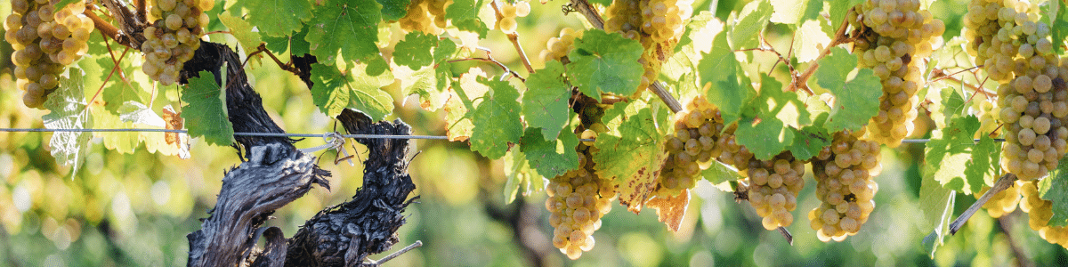 Vineyard Vineyard
