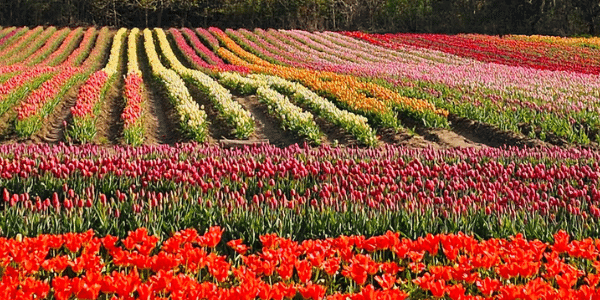 Plan Your Day Tulips