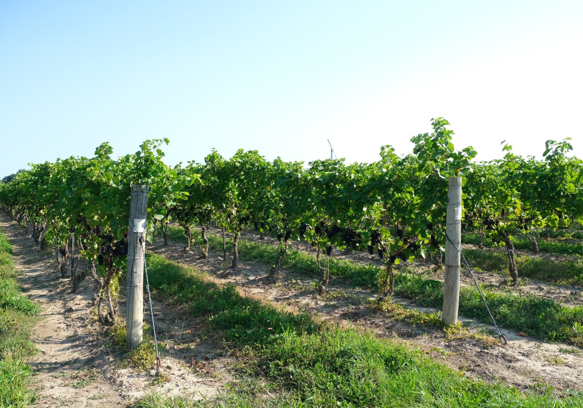 harvest pinot noir-08