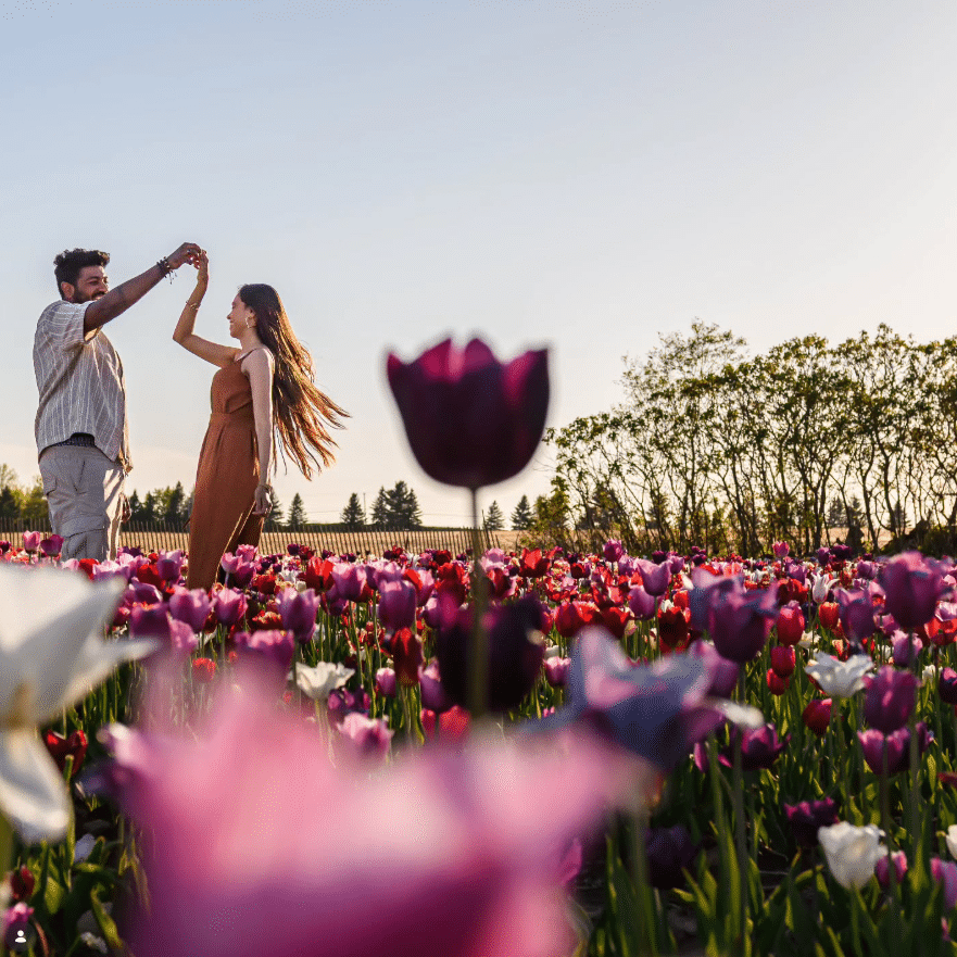 JP Niagara Tulip Experience